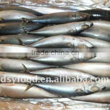 Frozen Mackerel (scomber japonicus)