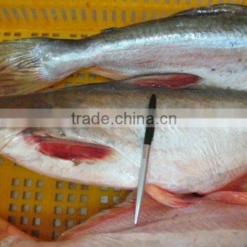 FROZEN WHOLE ROUND PANGASIUS