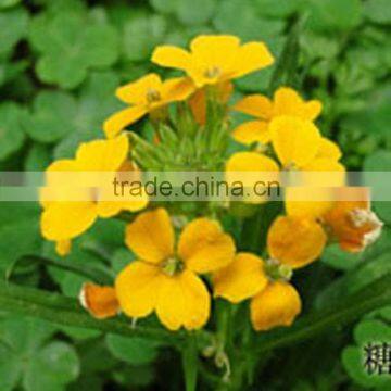 Orange erysimum , Erysimum, flower seeds , herb seed,vegetalbe seed,fruit seed,grass seed