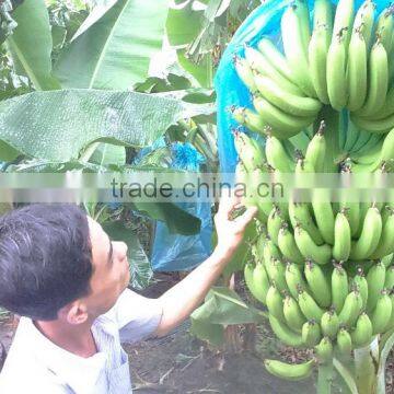 VIETNAM BEST QUALITY FRESH CAVENDISH BANANA