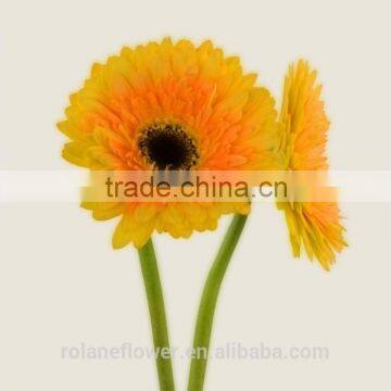 Popular flower export flower arrangements fresh cut flower gerbera artificial trumpet flower flower with 20stems/bundle