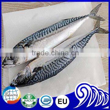 Frozen Mackerel Price Indian Mackerel Pacific Mackerel