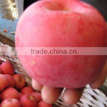 red fuji apple exporter in China