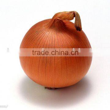 2011 Greenfarm Round Yellow Onion Corp