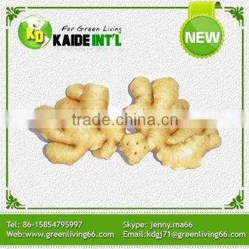 Direct From Factory Fresh Ginger Fob Price