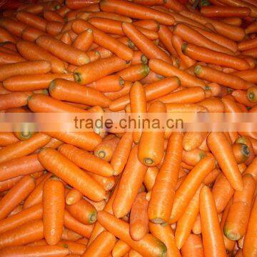 fresh red carrot exporter from China