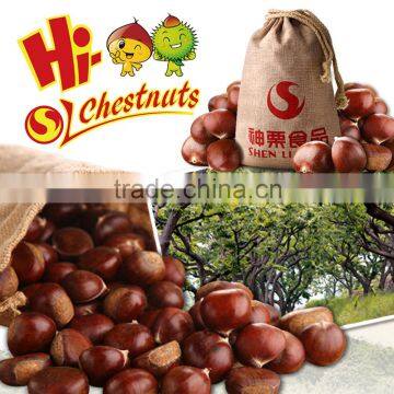 Chinese Chestnut photo-5