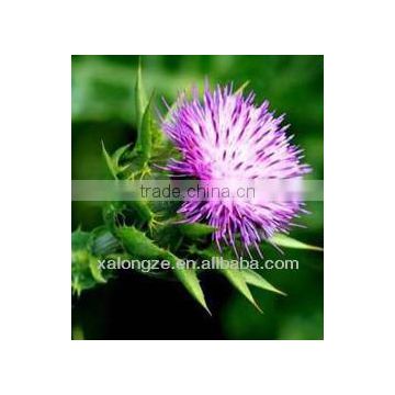 Milk Thistle P.E