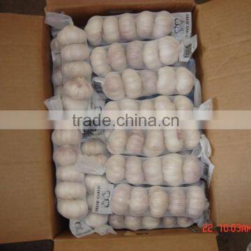 YUYUAN Brand Hot Sail Fresh Garlic Black Garlic/schwarzer Knoblauch