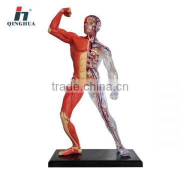 Model of human muscle(mini size)