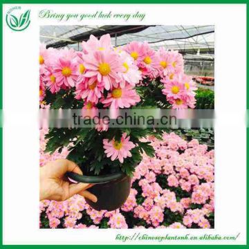 Cut Flower Chrysanthemum