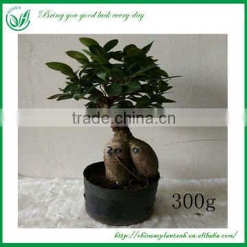 Decoration Live Mini Ficus Tree