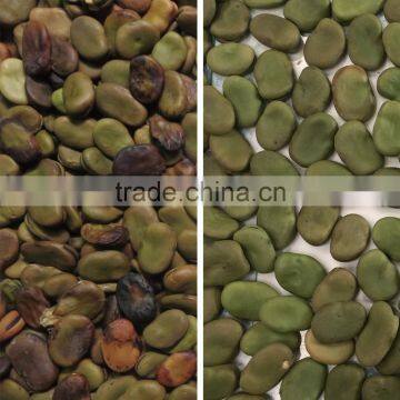 Fava Bean Color Sorter photo-2