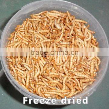 First grade freeze dried mealworm for sale, pet food mealworm turtle food