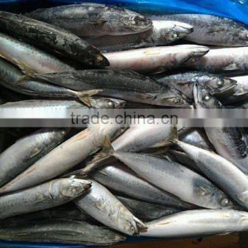 Ready Stock Sea Frozen Mackerel for Market photo-3