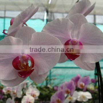 Phalaenopsis Orchid Plants flowers bloom & no flowers (CM)