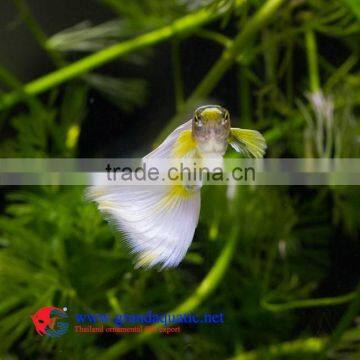 Guppy Fish Farm for Sale/ Aquarium Fish photo-3