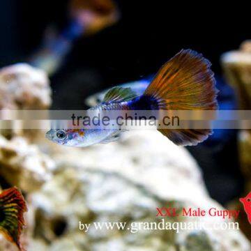 Guppy Fish XXL Size for Aquarium Fish Export photo-6