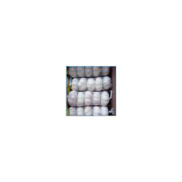 Pure White Garlic-1204