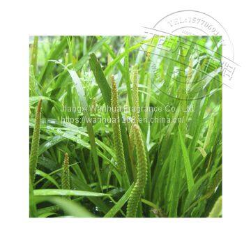 Factory Supplies Acorus Oil Distillation to Extract High Quality