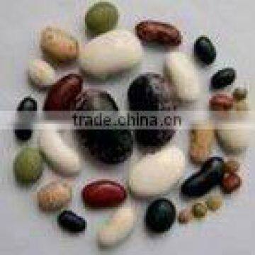 Organic Beans