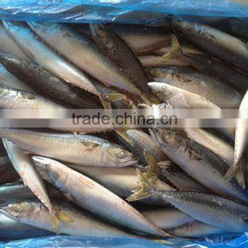Best Quality Frozen Fish Pacific Mackerel From Shidao photo-2