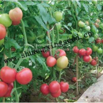 early maturity high germination pink tomato seeds