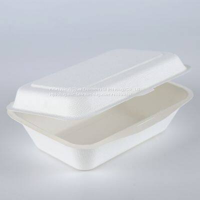 Sugarcane bagasse take out 6*6 food container  bgasse