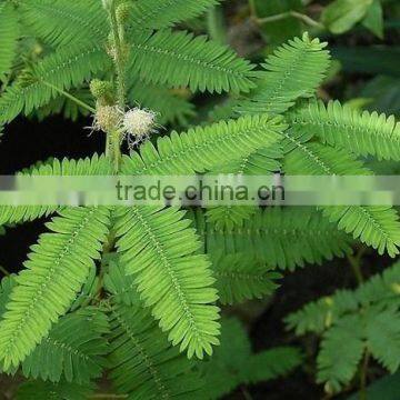 Mimosa, flower seeds , herb seed,vegetalbe seed,fruit seed,grass seed