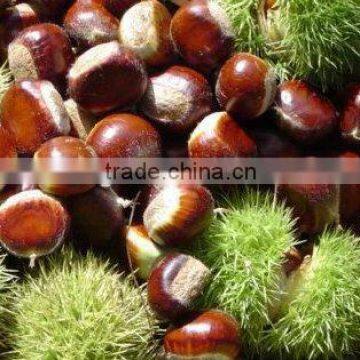 yanshan moutain crop orginc fresh chestnut