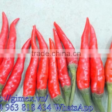 VIETNAM HOT PEPPER CHILLI +84963818434 whatsapp