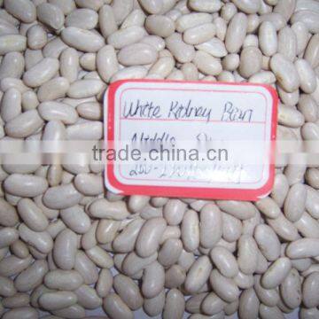 2014 Chinese White Kidney Bean With Cheap Price photo-6