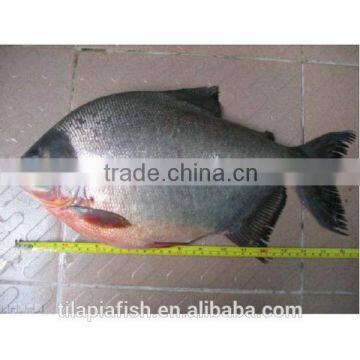 Frozen fresh black pomfret for sale