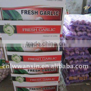 low price of fresh Garlic