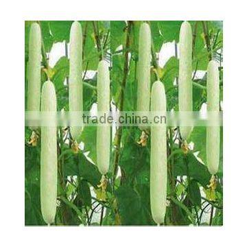 Chinese Hybrid F1 Organic Sweet Success Cucumber Seeds