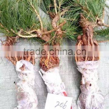 Pinus Thunbergii Parl. Black Pine Seedlings photo-4
