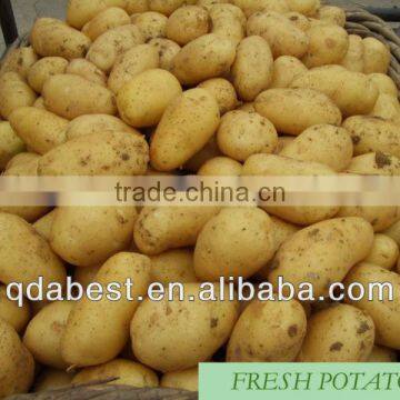 Fresh Holland Potato photo-4