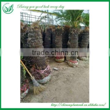 Outdoor Cycas Plants