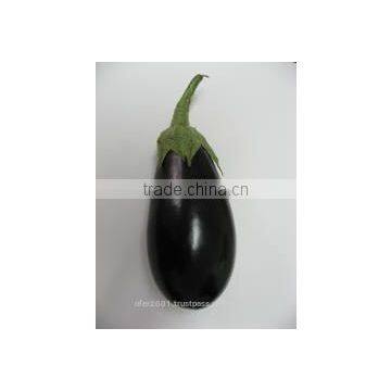 Eggplant Seeds - High Yield High Quality High Resistant Seeds for Planting