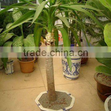 potted flower soil grain wholesale