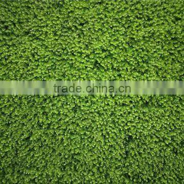 Recycling Material Long Life Green Grass Wall for Indoor and Outdoor Decor photo-3
