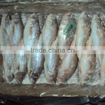 Frozen Silver Croaker
