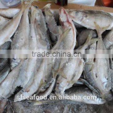 garra rufa fish of frozen mackerel