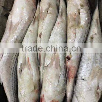 Export Vietnam 1-1.5KG Frozen Gullet Mullet Fish photo-3