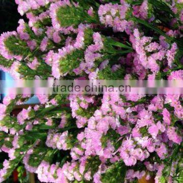 Long stem mix colors fresh statice cut flower myosotis