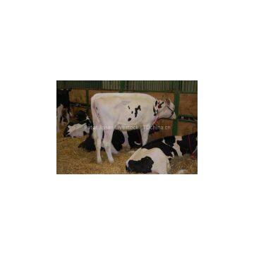 Pregnant Holstein Heifers for Sale