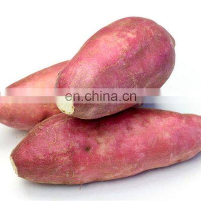 Chinese Yam Fresh Sweet Potato photo-2