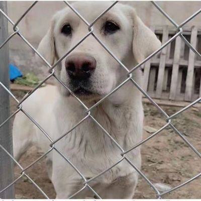 Hot-dip Galvanized Steel Wire Mesh, Animal Fence photo-3