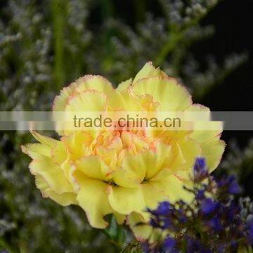 Cheap best selling carnation flower for garden