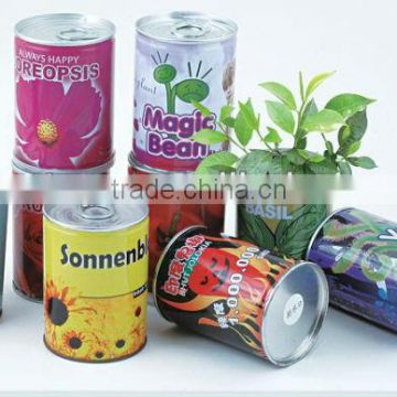 Popular tin plant,Cans plants,Decorative plants